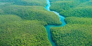 Turismo en Colombia » La selva amazonica en colombia