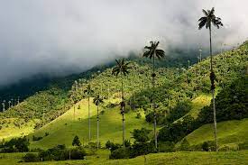 Turismo en Colombia » Zona Cafetera en colombia