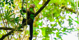 destinos de ecoturismo » COSTA RICA ECOTURISMO